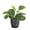 Brushed Silver, variant on Live Lemon Lime Prayer Plant, Maranta, Pet Safe 4 inch Diameter Live Plant Grown in USA