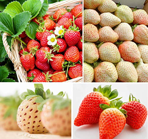 40 Giant Organic Strawberry Seeds Heirloom Very Very Large Sweet Strawberries 