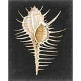 thumbnail image 2 of Willett, Michael 15x18 Black Ornate Wood Framed with Double Matting Museum Art Print Titled - Graphic Spiny Murex, 2 of 4