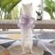 thumbnail image 2 of M Correa para perro, arnés de flores rosa estéreo transpirable, juego de correa para perro Gato, cachorro, 2 of 5
