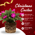 thumbnail image 4 of Live Pink Christmas Cactus in 3 Inch Container, Thanksgiving Cactus Houseplant for Indoor Outdoor Placement, 4 of 5