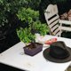 thumbnail image 4 of unbranded Planta Decorativa Artificial Para Con Elaboración Duradera Y Sin, 4 of 6