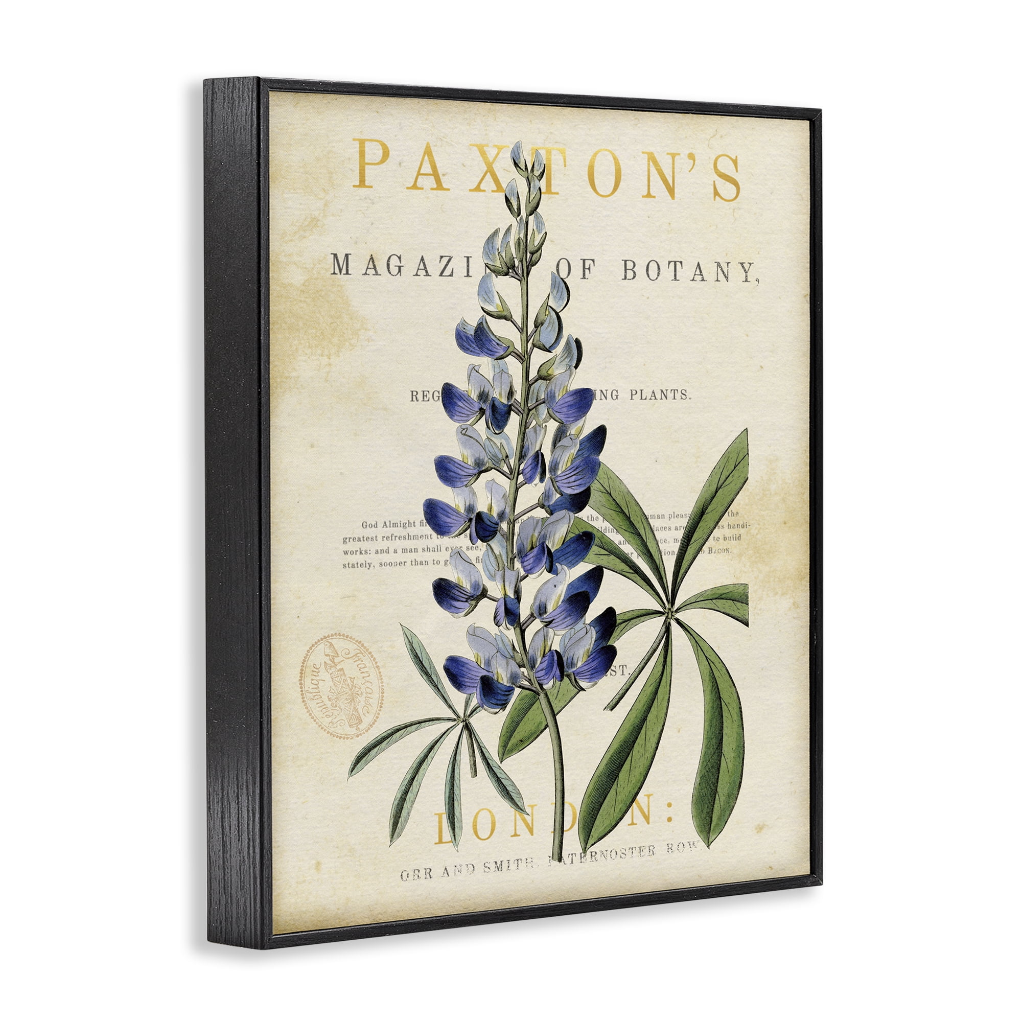 Stupell Industries Natural Botany Lupine Black Framed Giclee Art, design by Susan Arnot