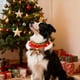 thumbnail image 1 of Collar Navideño con Adorno para Perros y Gatos | Lazo Rojo de Algodón Suave Tejido a Mano con Cascabeles Dorados | Bufanda Festiva Ajustable para Cachorros, Gatitos, Conejos y Mascotas Pequeñas, 1 of 6