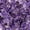Purple, variant on Rose Quartz Crystals, 1lb Pink Crushed Rose Quartz Chips Bulk Tumbled Stones Irregular Shaped Succulent Pebbles Decorative Rocks for Aquarium Fish Tank Vase Filler DIY Crafts Indoor Plants