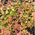 thumbnail image 3 of Kaleidoscope Abelia - 3 Gallon Pot, Live Semi-Evergreen Shrub, Full/Part Sun, Outdoor, 3 of 8