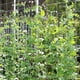 thumbnail image 3 of Red de enrejado de jardín de poliéster para plantas de tomates / frijoles / Zulema Red de enrejado de jardín, 3 of 7
