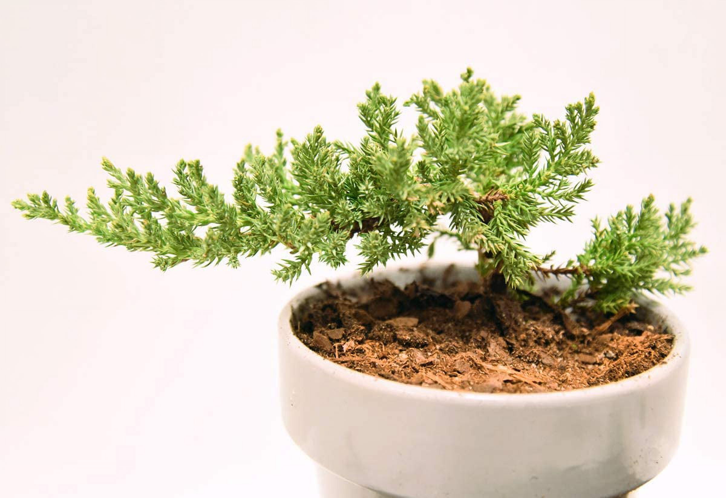 Bonsai Soil by Perfect Plants - 8qts. | Premium All-Purpose Mix | Perfect for All Bonsai Tree Varieties