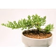 thumbnail image 5 of Bonsai Soil by Perfect Plants - 8qts. | Premium All-Purpose Mix | Perfect for All Bonsai Tree Varieties, 5 of 5