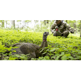 thumbnail image 3 of AVIAN-X LCD Laydown Hen Turkey Decoy | Durable Realistic Lifelike Collapsible Standing Hunting Decoy with Carry Bag & Stake, AVX8011, 3 of 7