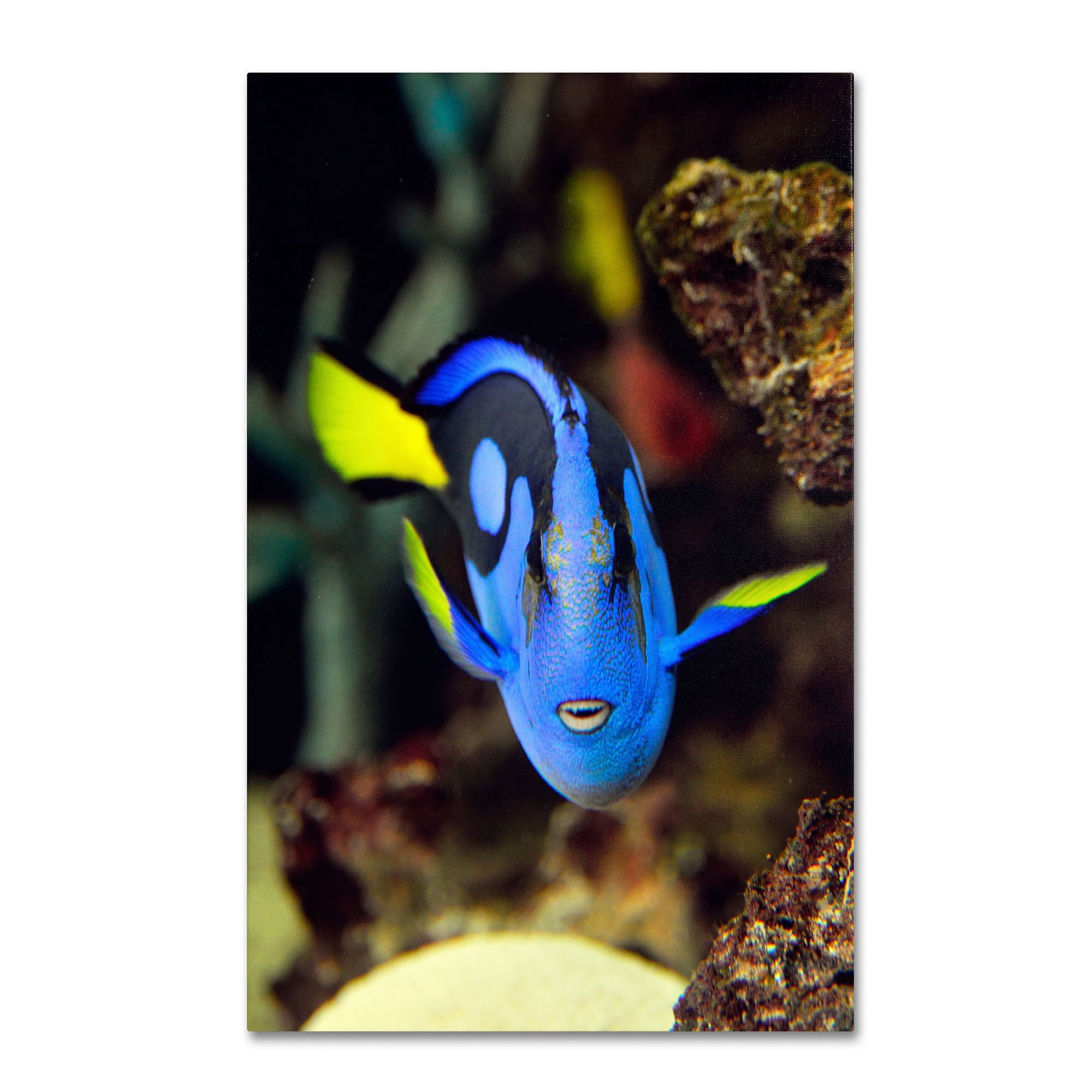 Trademark Fine Art "Parrot Fish" Canvas Art by Kurt Shaffer