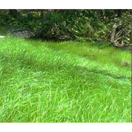 The Dirty Gardener Quickgrass Fast Growing Annual Grass Seed - 1 (Best Fast Growing Grass Seed)