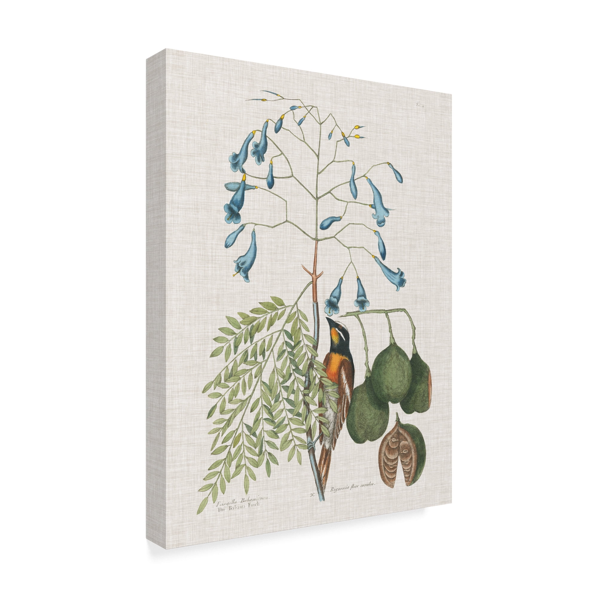 Trademark Fine Art 'Studies in Nature II' Canvas Art by Mark Catesby