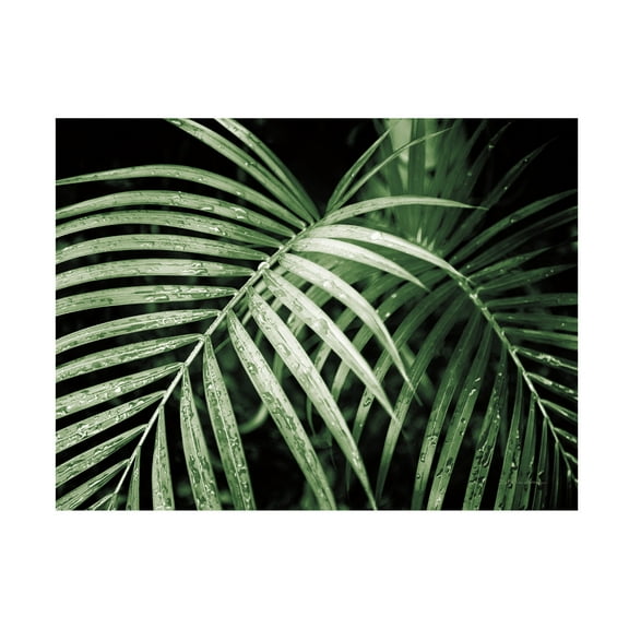 Debra Van Swearingen 'Palm Fronds Green' Canvas Art