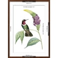 thumbnail image 5 of Art.com Delicate Hummingbird IV Art Print by Vision Studio, Brown Frame Wall Art, 21" x 29", 5 of 5