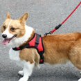 thumbnail image 5 of Correa De Pecho Ajustable Para Perros Con Correa, 5 of 5