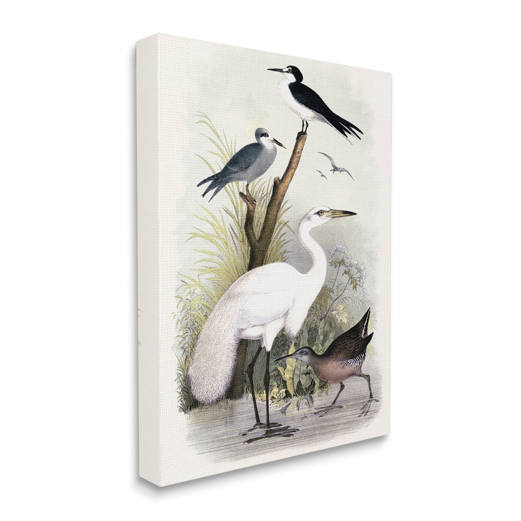 Stupell Industries Varied Crane Birds Gathered Riverbank Stream Botanicals Painting Gallery Wrapped Canvas Print Wall Art, Design by Piddix