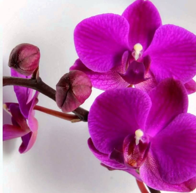 Hawaii Live Plants Blooming Orchids