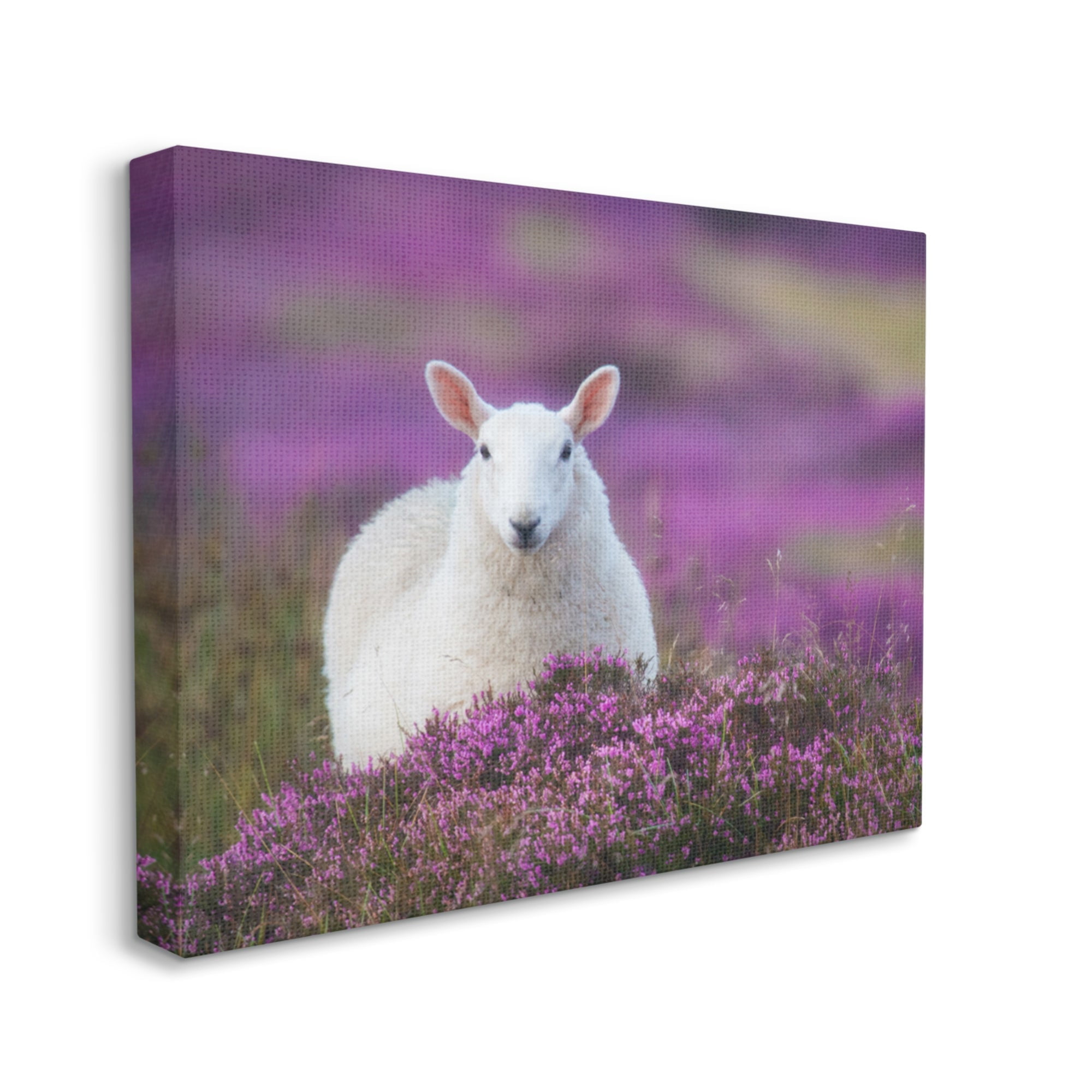 Stupell Industries Elegant White Sheep Among Purple Flower Meadow Photograph Gallery Wrapped Canvas Print Wall Art, Design by James Dobson