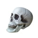 thumbnail image 4 of Simulador encantador de modelo de calavera para Halloween, accesorios de diseño para el lugar de la casa embrujada, adornos de terror, calavera, 4 of 5