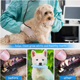 thumbnail image 5 of Paquete de 3 juguetes para perros pequeños para cachorros de dentición, juguetes para masticar de dentición de cachorros MFZFUKR CPB-US-CJZ672-1, 5 of 5