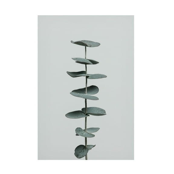 1X Studio Iii 'Eucalyptus Natural 09' Canvas Art