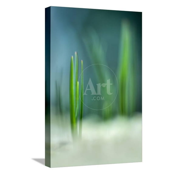 Spring, Botanical Stretched Canvas Wall Art by Ursula Abresch Sold by Art.Com