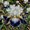 color-b, variant on Iris Planting-(Non-Artificial)-Ornamental- Premium-Home Decoration-Bloom Year After Year-Beautiful Gift Garden-Easy Growing,