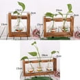 thumbnail image 3 of PANuYIN Modern Triple Erlenmeyer Desk Vase | Hydroponics Plant Glass | Terrarium Vase Container | Planter Pot with Wooden Stand (Triple Stand with Post), 3 of 3