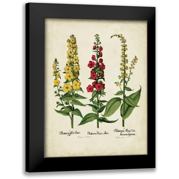 Besler, Basilius 12x14 Black Modern Framed Museum Art Print Titled - Besler Florilegium III
