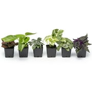Altman Plants Live Houseplants (6PK) in 2IN pot, Live Plants and Gardening Gifts for Plant Lovers, Live House Plants Indoors Live Green