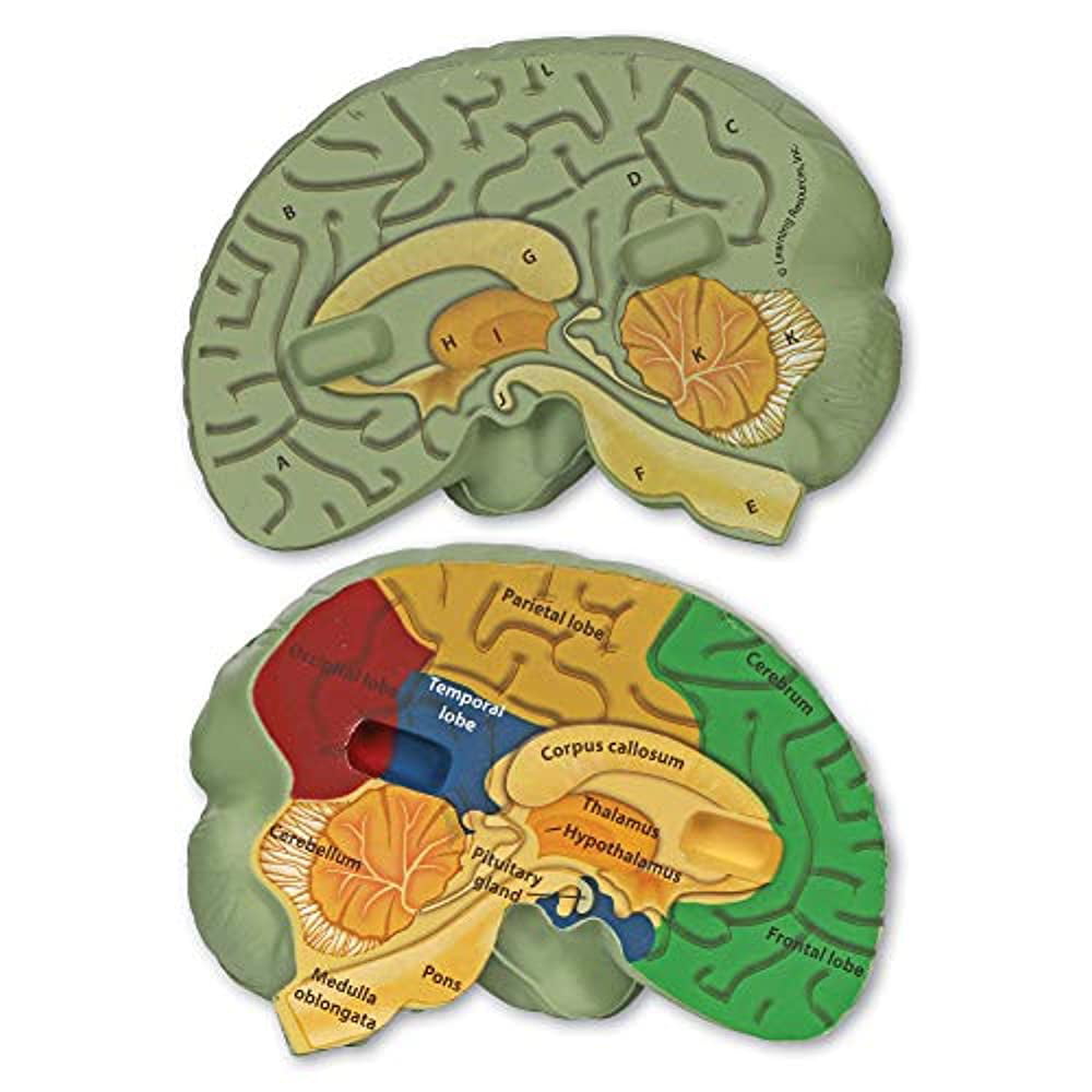 Learning Resources Human Anatomy Model The Brain 31 Pieces 