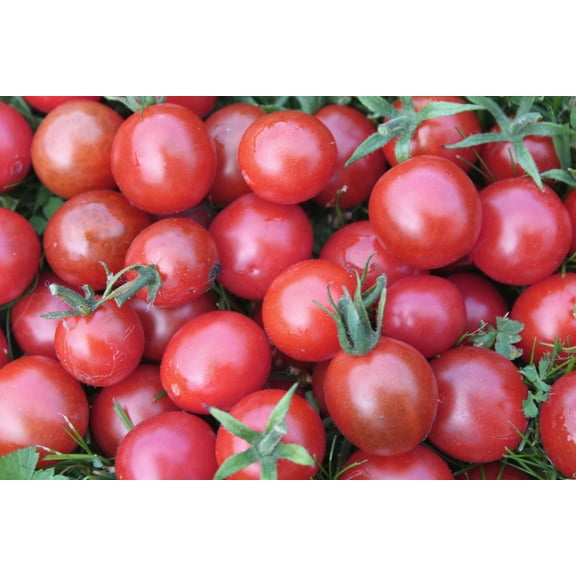 SEED Pack = =20 Seeds Wild Pink Cherry Tomato -Good for Sauce and Fresh- Freezing -Fresh tart Flavor- Great Addition to salsa =Serendipity Seeds