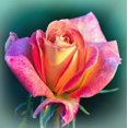 thumbnail image 3 of Love Bloom, 3 of 10