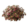 thumbnail image 2 of Artificial Plants Outdoor 5 Pcs, UV Resistant Faux Coleus Plants Fake Greenery Stems for Front Porch Patio Garden Wall Decor, 2 of 6