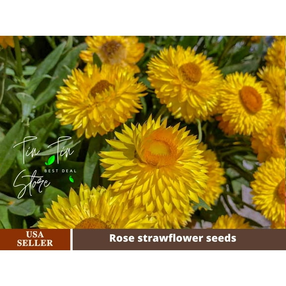 100 Seeds-Strawflower Seeds-Golden Yellow-#K005-Authentic Seeds-Flowers-Seeds-Rose seeds-Herb seeds-Vegetable Seeds-Mix Seeds for Plant-B3G1