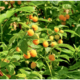 thumbnail image 5 of Fall Gold Raspberry Live Plant 4 to 6 Inch Tall, Golden Raspberry Plant, Sweet Yellow Berries for Garden, 5 of 7