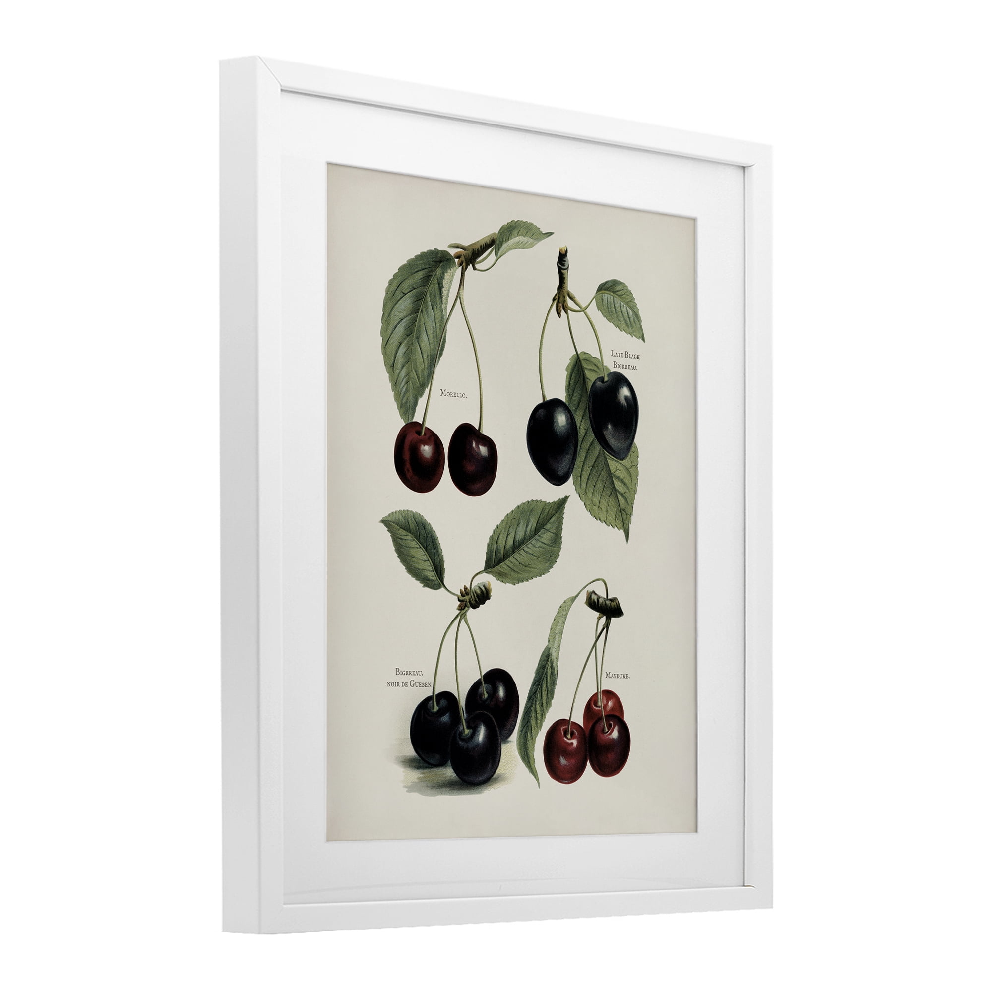 Natural Detailed Cherry Studies White Framed Print Under Glass, design by Lettered and Lined