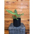thumbnail image 2 of Dieffenbachia Sterling, 6" Plant, The Plant Farm, 2 of 2