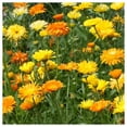 thumbnail image 4 of Everwilde Farms - 500 Pacific Beauty Mixed Calendula Garden Flower Seeds - Gold Vault Jumbo Bulk Seed Packet, 4 of 5