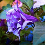 Devils Trumpet Seeds, Angel Of The Trumpet Seeds, Sacred Plant Seeds - 20 Seeds (Datura metel 'Purple') - Pack of 20 Rare and Viable Seeds - QO Seeds