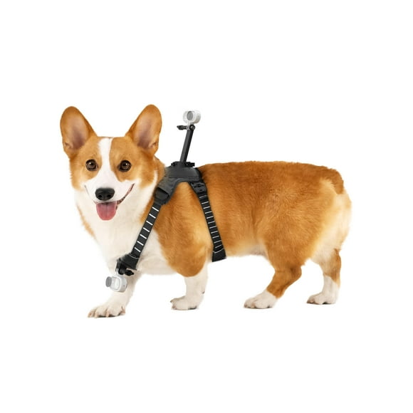 Montaje de arnés para mascotas Insta360 GO 3/GO 3S
