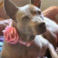thumbnail image 3 of Collar para Perro Aring Pet de Terciopelo Suave con Flor Desmontable Rojo Talla S, 3 of 6