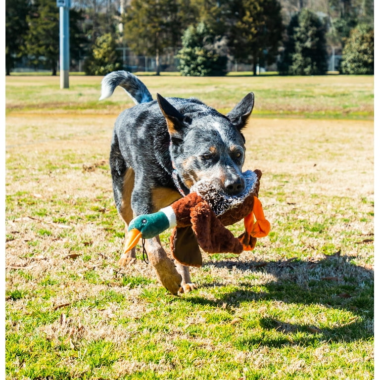 Vibrant Life Plush Duck Dog Toy with Honker 