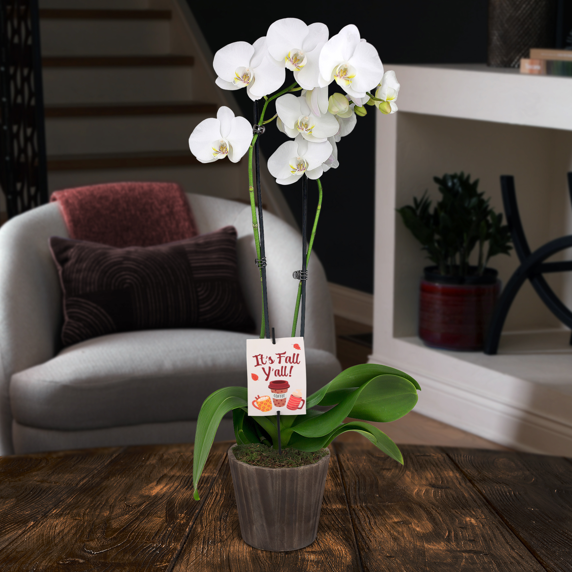5" White & Yellow Orchid in Wilson Brown Planter – It’s Fall Y’all