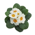 thumbnail image 2 of Primula - Outdoor Live Plants, 2 of 22