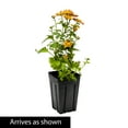 thumbnail image 3 of Spring Hill Nurseries Bronze Colored Daidy Mammoth Mum, 4-inch Potted Perennial Plant, 1-Pack, 3 of 3