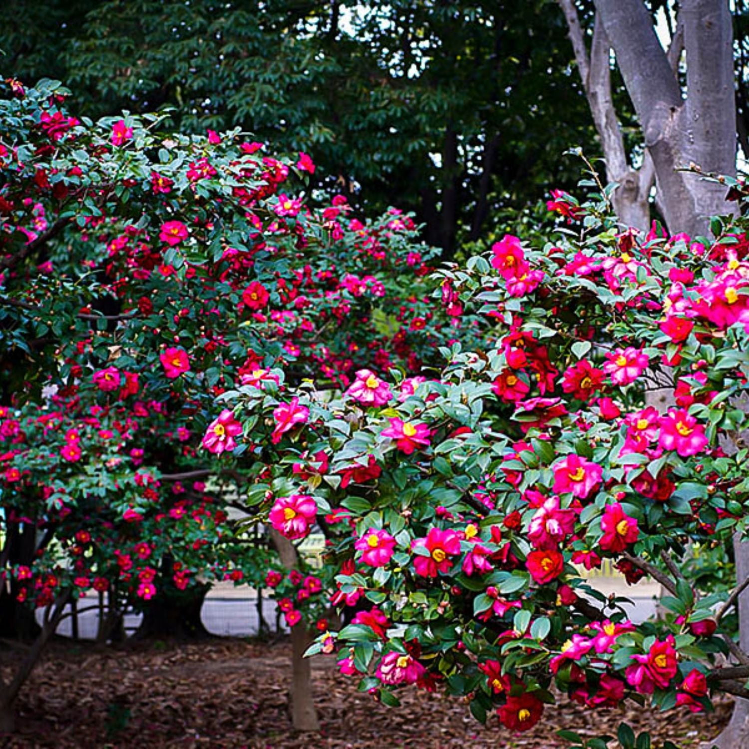Expert Gardener 1-2 ft. tall Sasanqua'Kanjiro' Camellia Tree in 3- Gallon Grower Pot