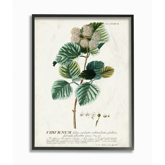 Stupell Industries Botanical Plant Illustration Seeds Vintage Design Framed Wall Art by Unknown