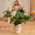 thumbnail image 5 of 24" Monstera Deliciosa Live House Plants in 10" Décor Pot, 5 of 10